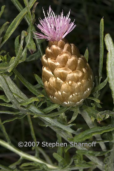 leuzea conifera 1 graphic