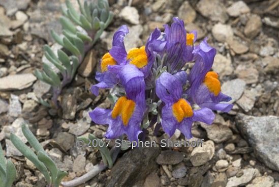 linaria alpina 1 graphic