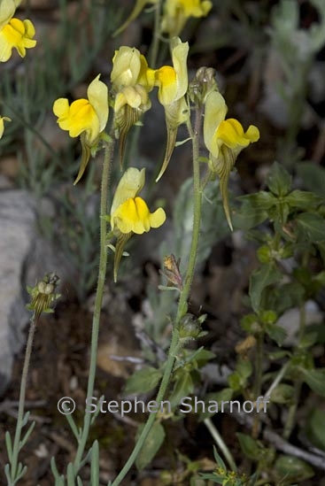 linaria supina 1 graphic