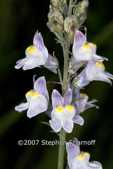 linaria repens 1 graphic