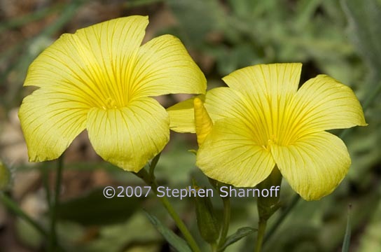 linum campanulatum 1 graphic