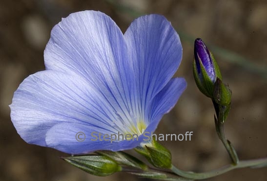 linum narbonense 1 graphic