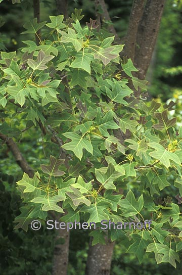 liriodendron chinense 1 graphic