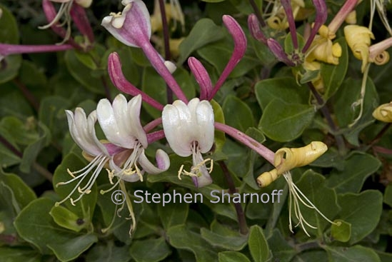 lonicera etrusca 1 graphic