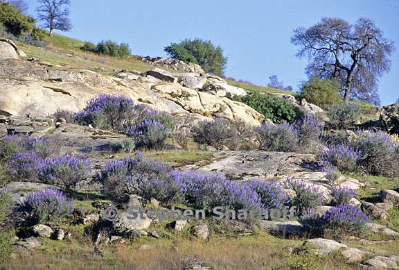 lupinus bushes 1 graphic