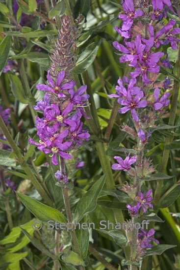 lythrum salicaria 1 graphic