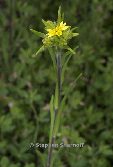 madia glomerata 1 graphic