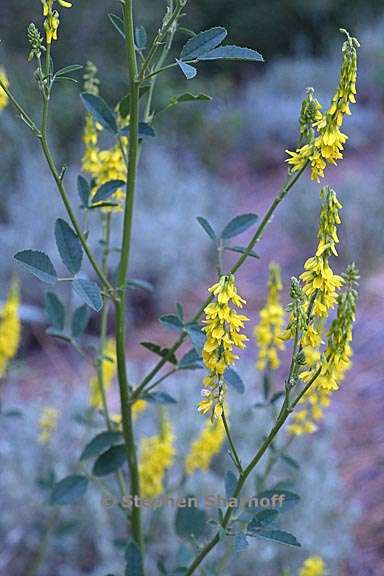 melilotus officinalis 1 graphic