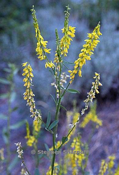 melilotus officinalis 3 graphic