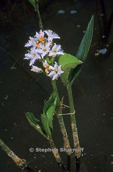 menyanthes trifoliata 2 graphic