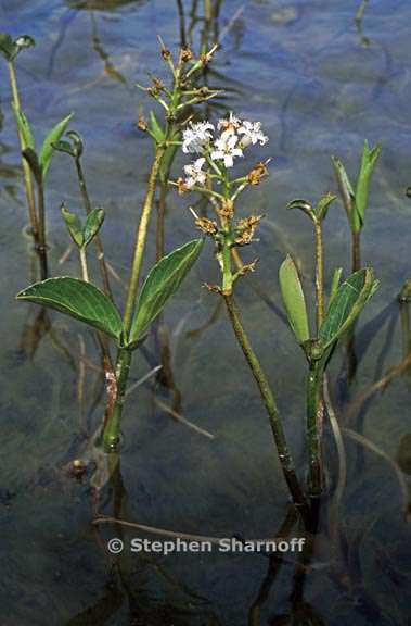 menyanthes trifoliata 3 graphic