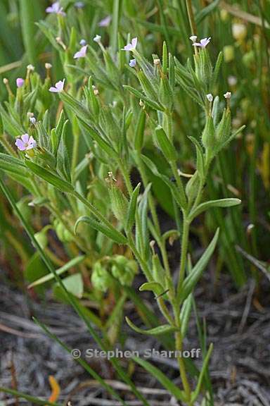 microsteris gracilis 7 graphic