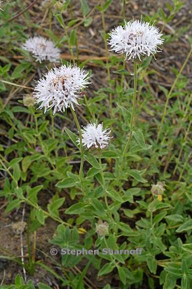 monardella odoratissima ssp pallida 4 graphic