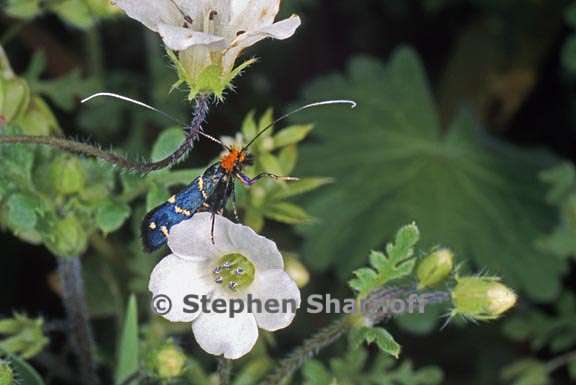 nemophila heterophylla 6 graphic