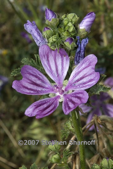 malva sylvestris 1 graphic