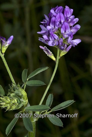 medicago sativa ssp sativa 1 graphic