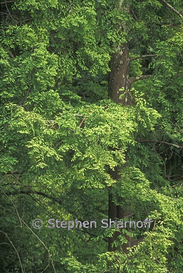 metasequoia glyptostroboides 1 graphic