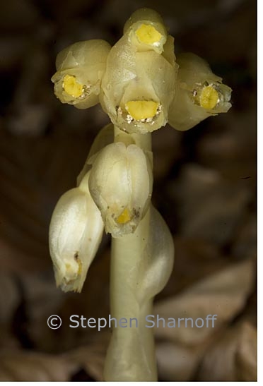 monotropa hypopitys 1 graphic