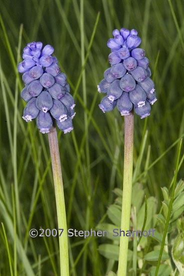 muscari armeniacum 1 graphic