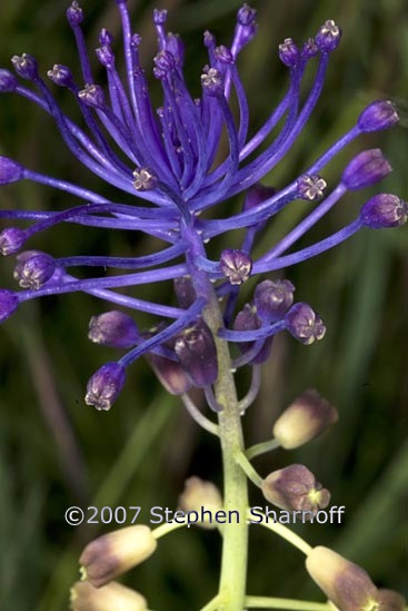 muscari comosum 1 graphic