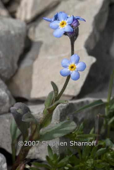 myosotis alpestris 1 graphic