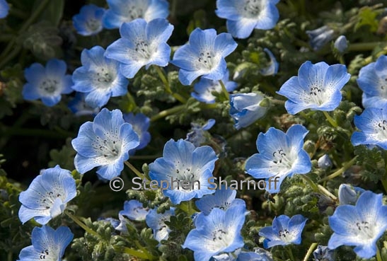 nemophila menziesii var menziesii 4 graphic