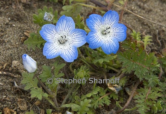 nemophila menziesii var menziesii 3 graphic