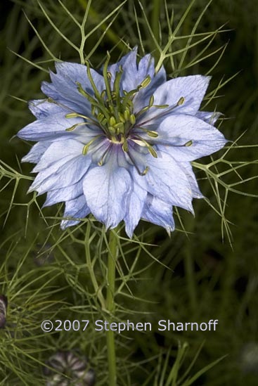 nigella damascena 1 graphic