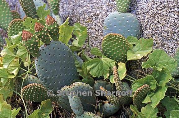 opuntia basilaris var basilaris 1 graphic