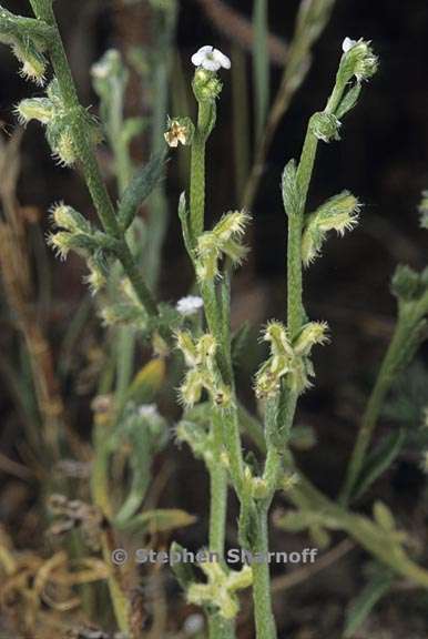 Pectocarya penicillata