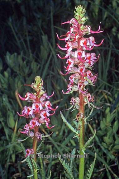 pedicularis groenlandica 3 graphic