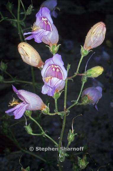 penstemon grinnellii var scrophularioides 5 graphic