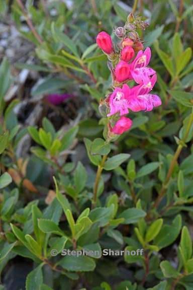 penstemon newberryi 8 graphic