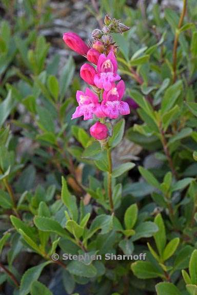 penstemon newberryi 9 graphic