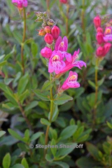 penstemon newberryi 10 graphic