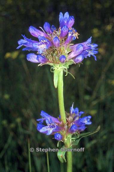 penstemon rydbergii var oreocharis 5 graphic