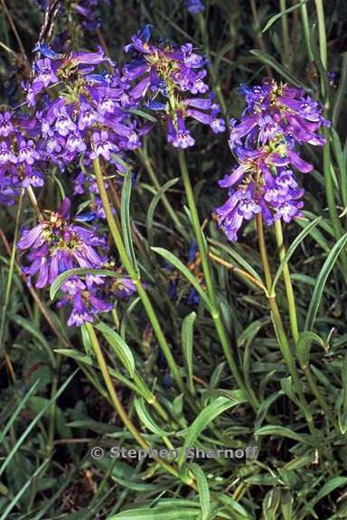 penstemon rydbergii var oreocharis 6 graphic