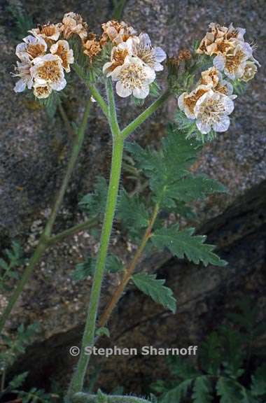 phacelia cicutaria 4 graphic