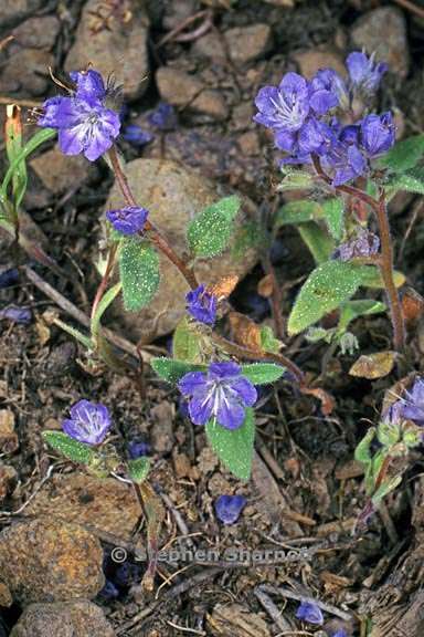 phacelia eisenii 4 graphic