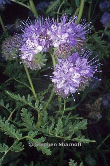 phacelia tanacetifolia 4 graphic