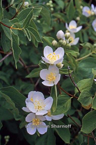 philadelphus lewisii 7 graphic