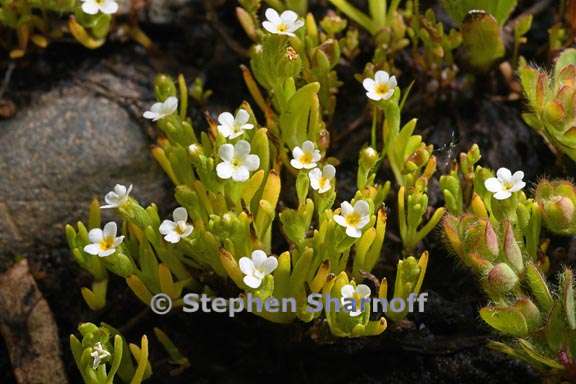 plagiobothrys torreyi var diffusus 2 graphic