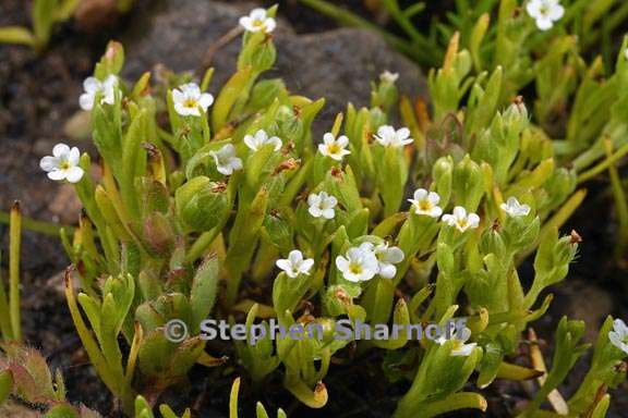 plagiobothrys torreyi var diffusus 3 graphic