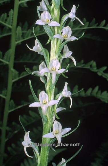 platanthera dilatata var leucostachys 5 graphic