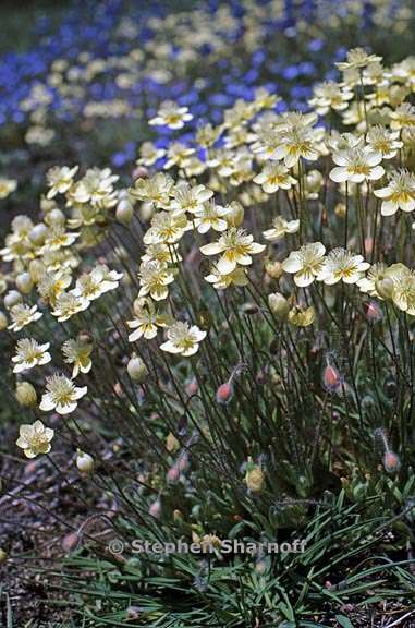 platystemon californicus 2 graphic