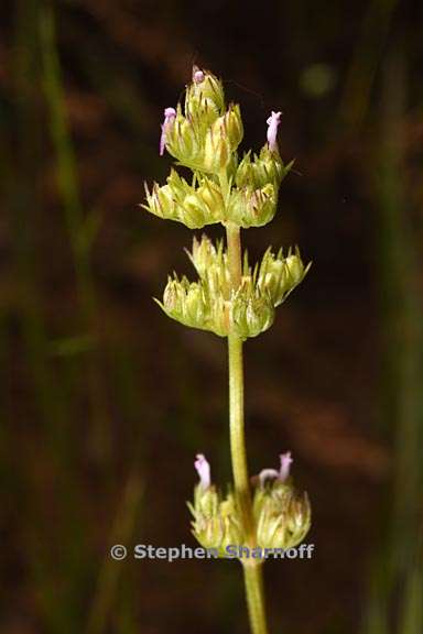 plectritis ciliosa 9 graphic