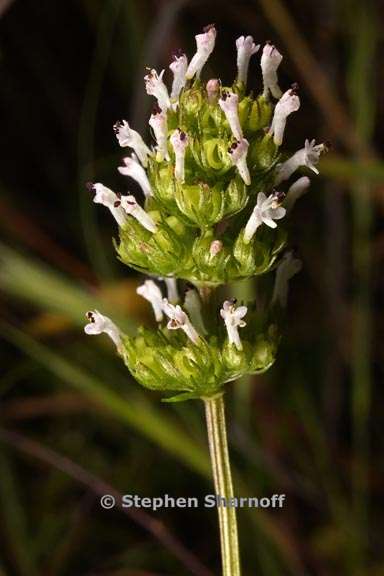 plectritis congesta ssp brachystemon 2 graphic