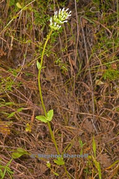 plectritis congesta ssp brachystemon 1 graphic