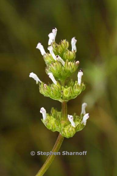 plectritis congesta ssp brachystemon 3 graphic