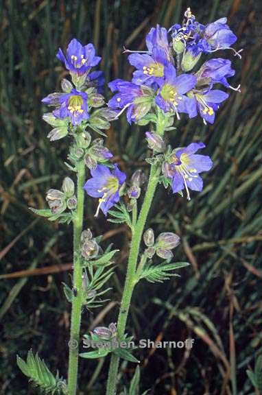 polemonium occidentale 6 graphic